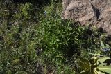 View full-size image genus Marrubium