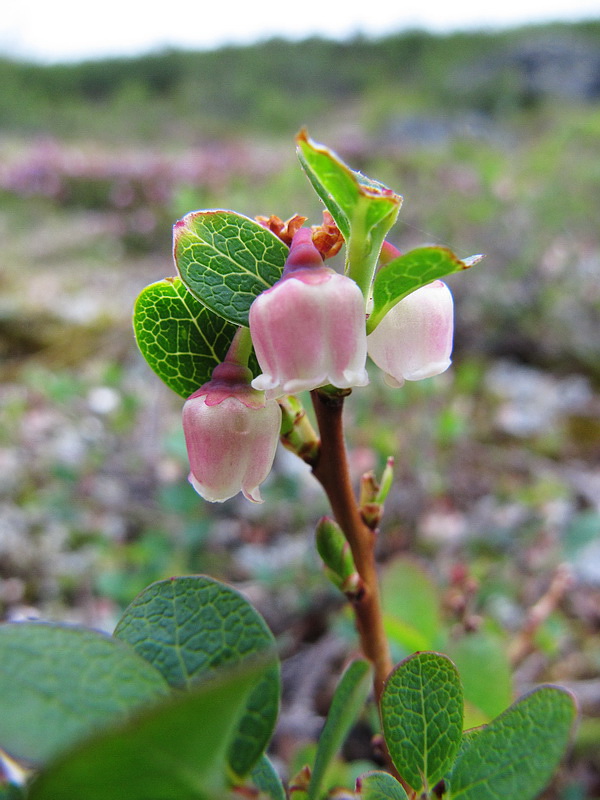 Image of Vaccinium uliginosum ssp. microphyllum specimen.