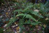 View full-size image genus Polypodium