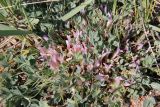 Смотреть изображение Astragalus borodinii