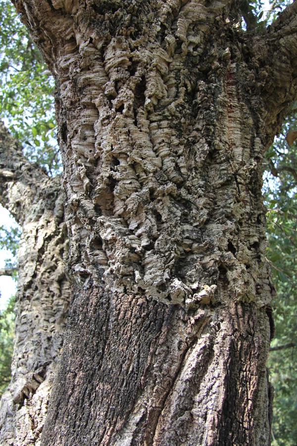 Image of Quercus suber specimen.