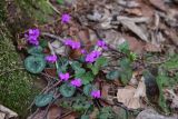 View full-size image Cyclamen coum