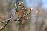 Alnus glutinosa. Веточка с мужскими (внизу) и женскими соцветиями и распускающимися листьями. Санкт-Петербург, Старый Петергоф, парк \"Сергиевка\". 30.04.2011.