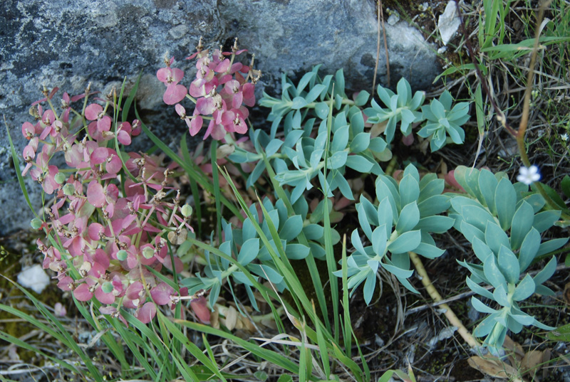 Image of Euphorbia myrsinites specimen.