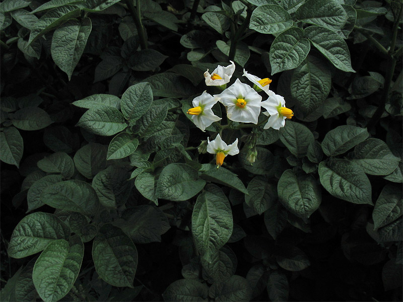 Изображение особи Solanum tuberosum.