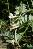 Смотреть изображение Vicia pannonica