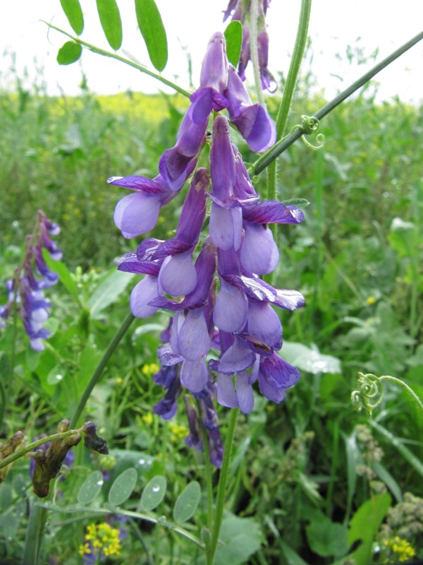 Изображение особи Vicia villosa.