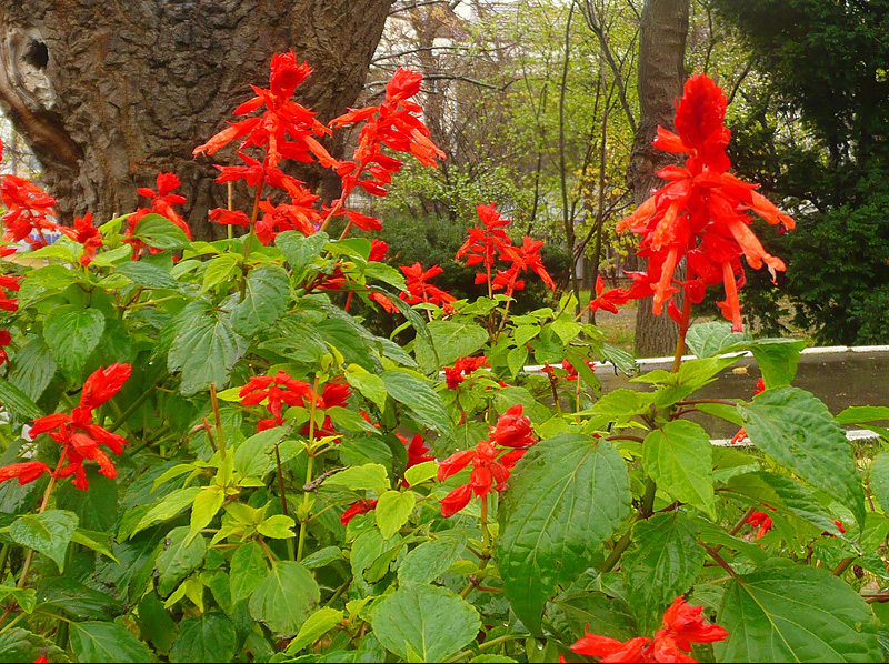 Изображение особи Salvia splendens.