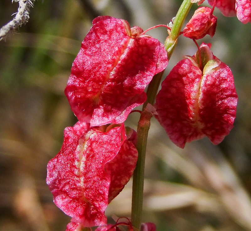 Изображение особи Rumex occultans.