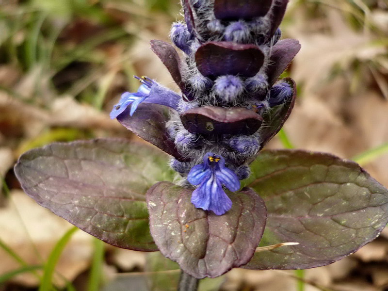 Image of Ajuga reptans specimen.