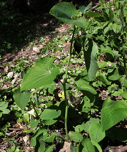 Image of Aristolochia iberica specimen.