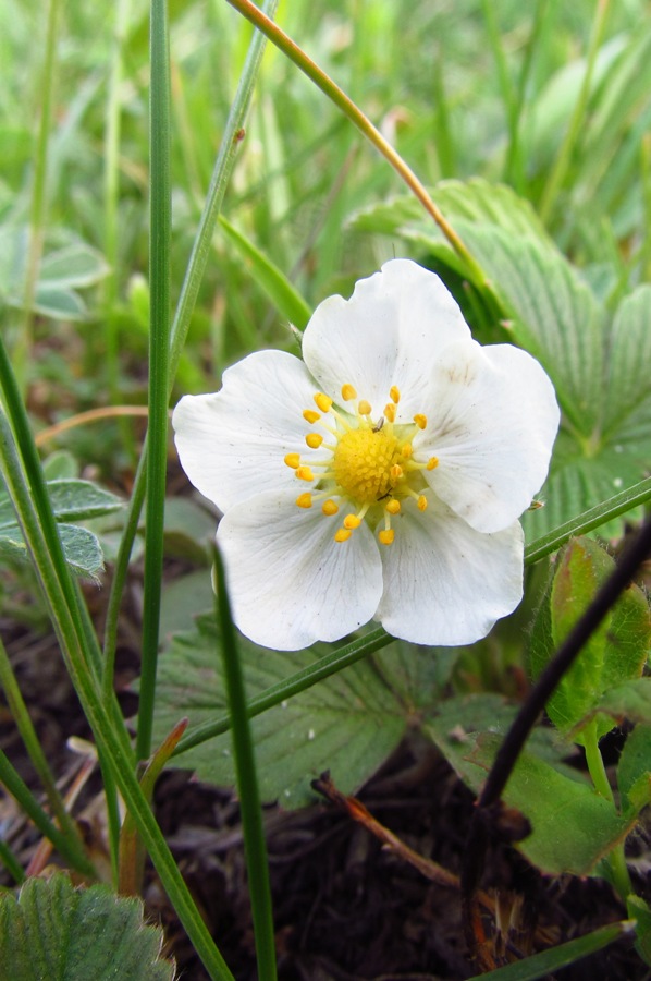 Изображение особи Fragaria viridis.