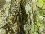 Crepidomanes minutum. Растения на скале северной экспозиции в дубовом лесу. Приморский край, г. Находка. 27.05.2012.