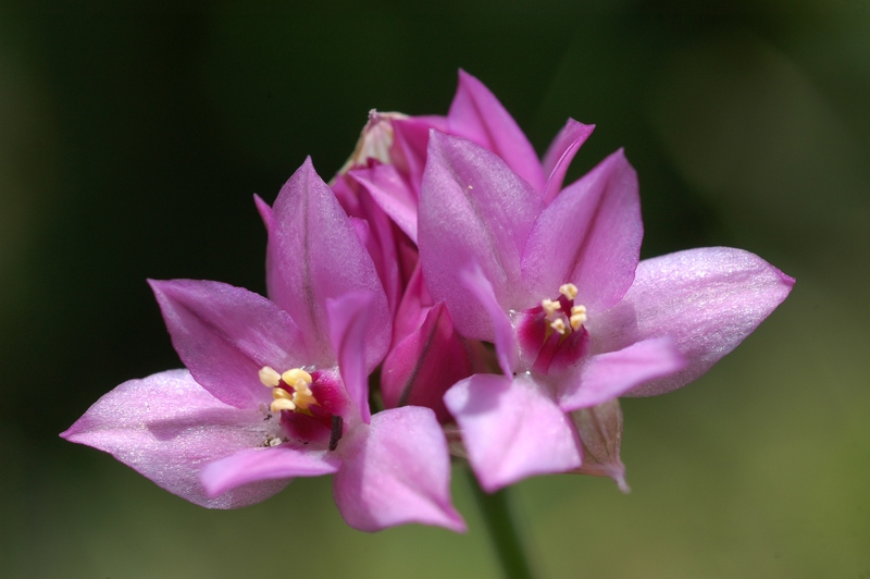 Изображение особи Allium oreophilum.