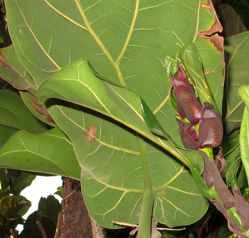 Image of Ficus lyrata specimen.