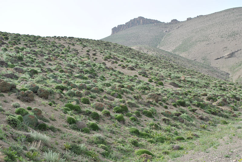 Image of Astragalus hohenackeri specimen.