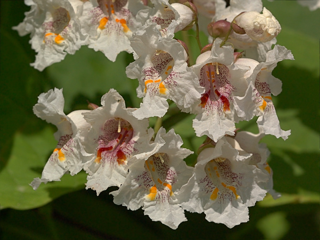 Image of Catalpa ovata specimen.