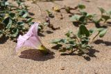 Calystegia soldanella. Цветущее растение на дюне. Испания, Бискайя, Лага (Laga). 07.06.2012.