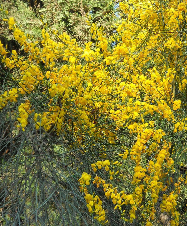 Image of Genista aetnensis specimen.