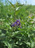 род Solanum