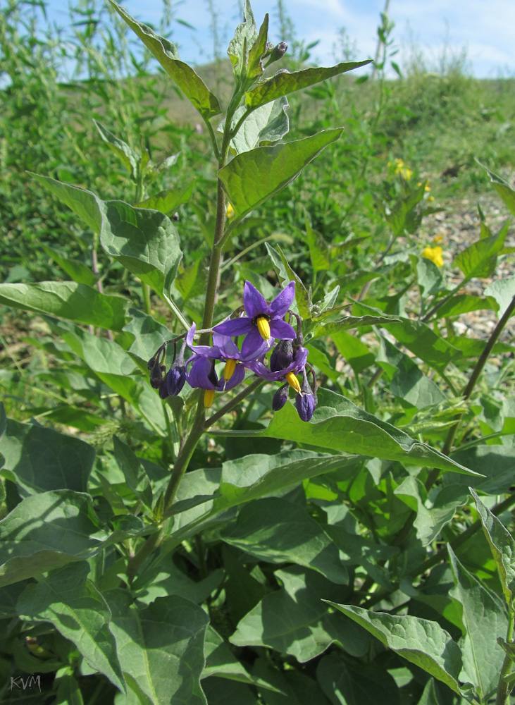 Image of genus Solanum specimen.