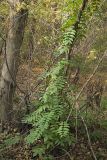 Wisteria floribunda. Растение, обвивающее дерево. Владивосток, Ботанический сад-институт ДВО РАН. 13 октября 2012 г.