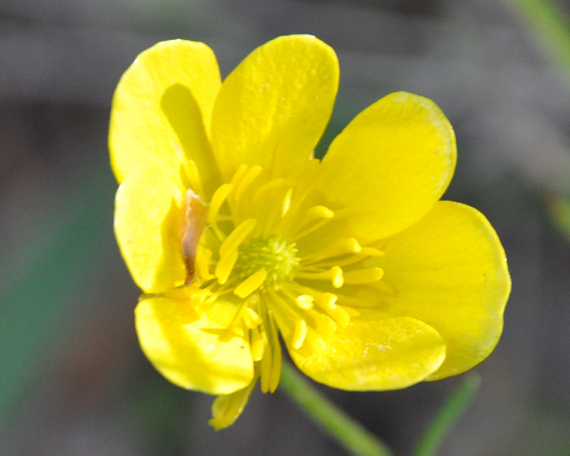 Изображение особи Ranunculus millefoliatus.