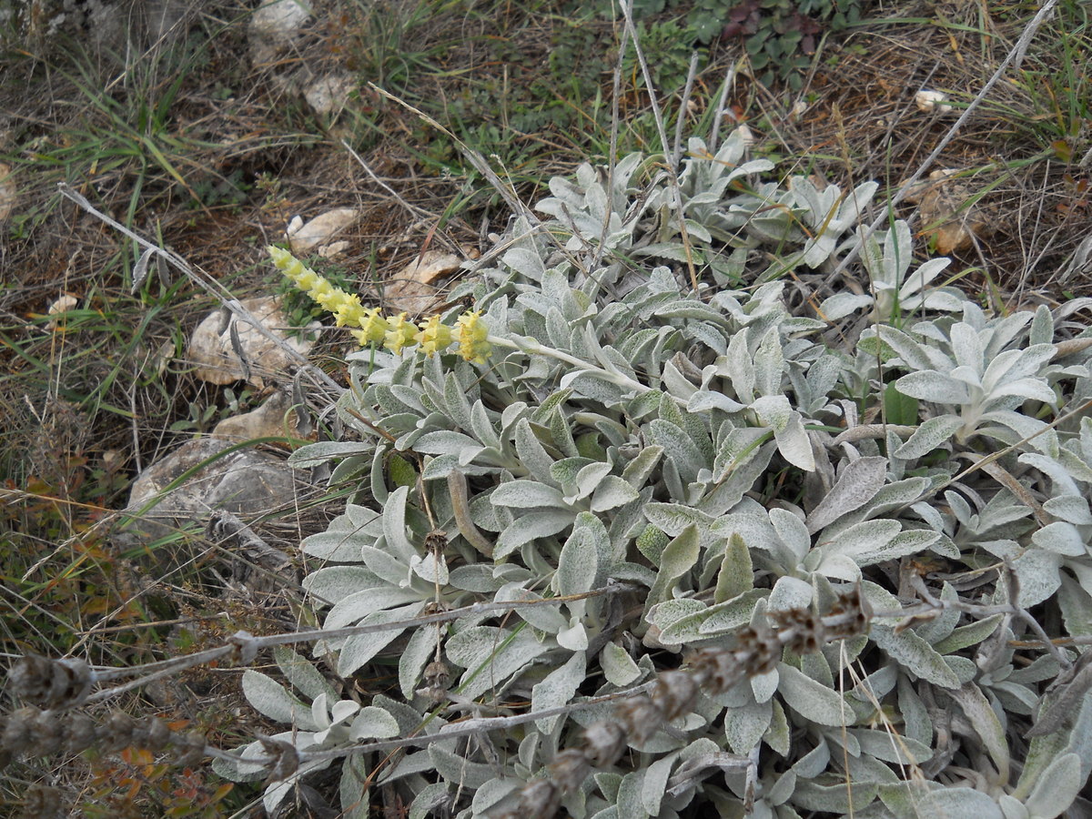 Изображение особи Sideritis catillaris.