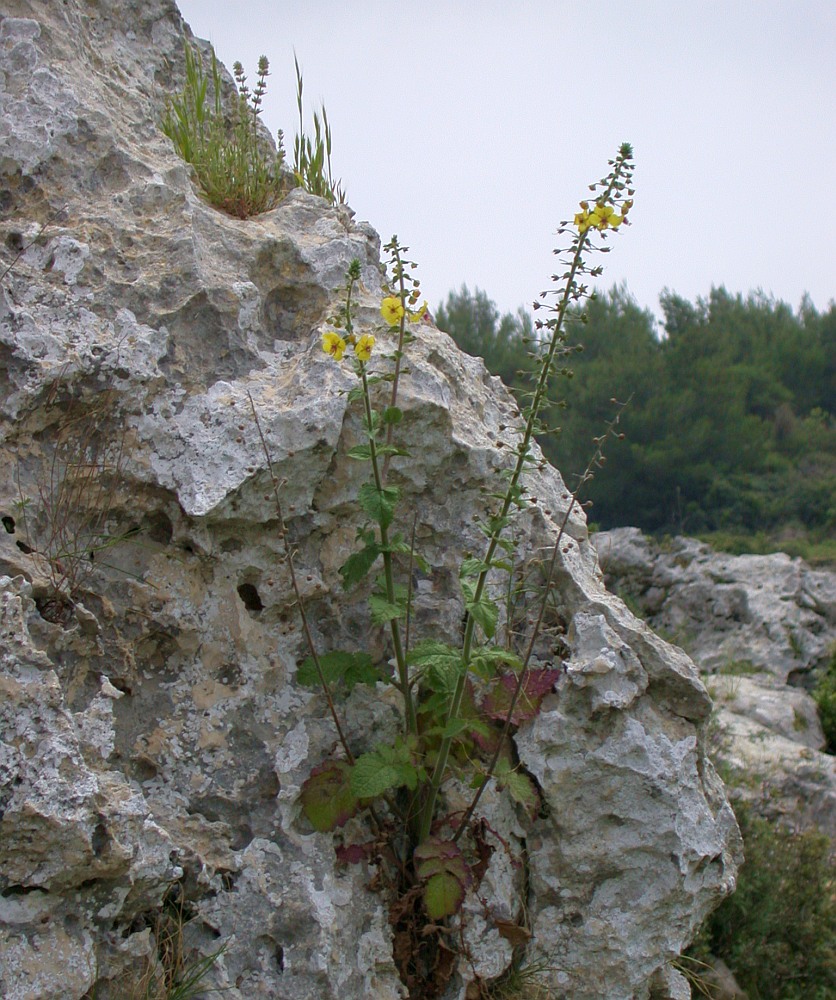 Image of Verbascum levanticum specimen.