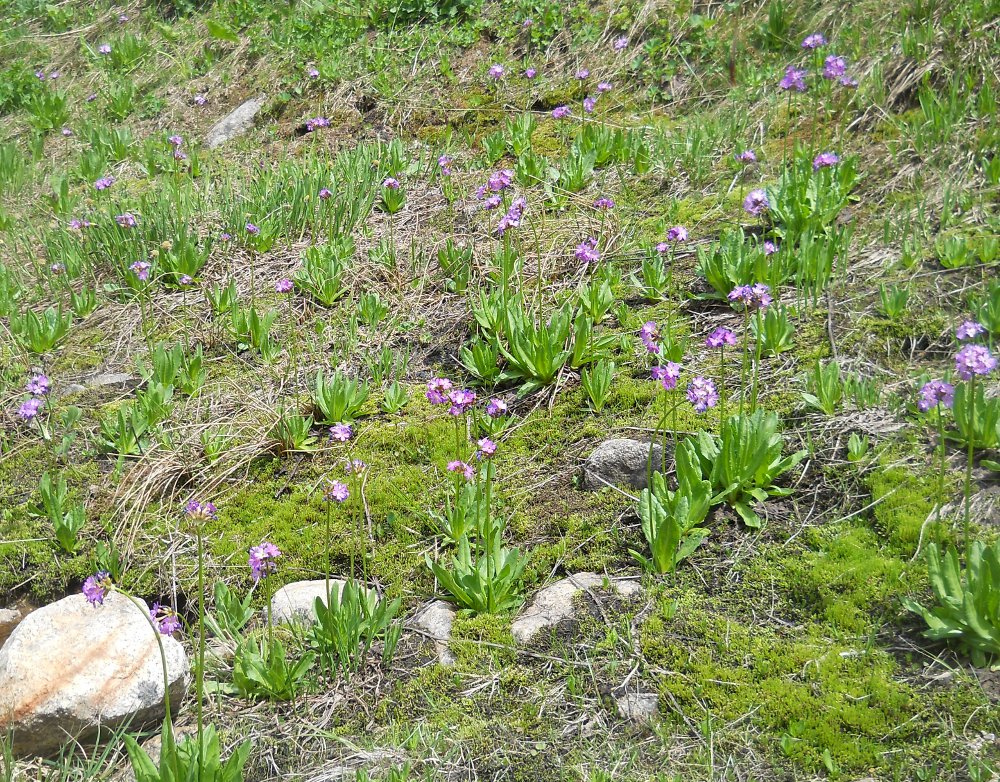 Image of Primula auriculata specimen.