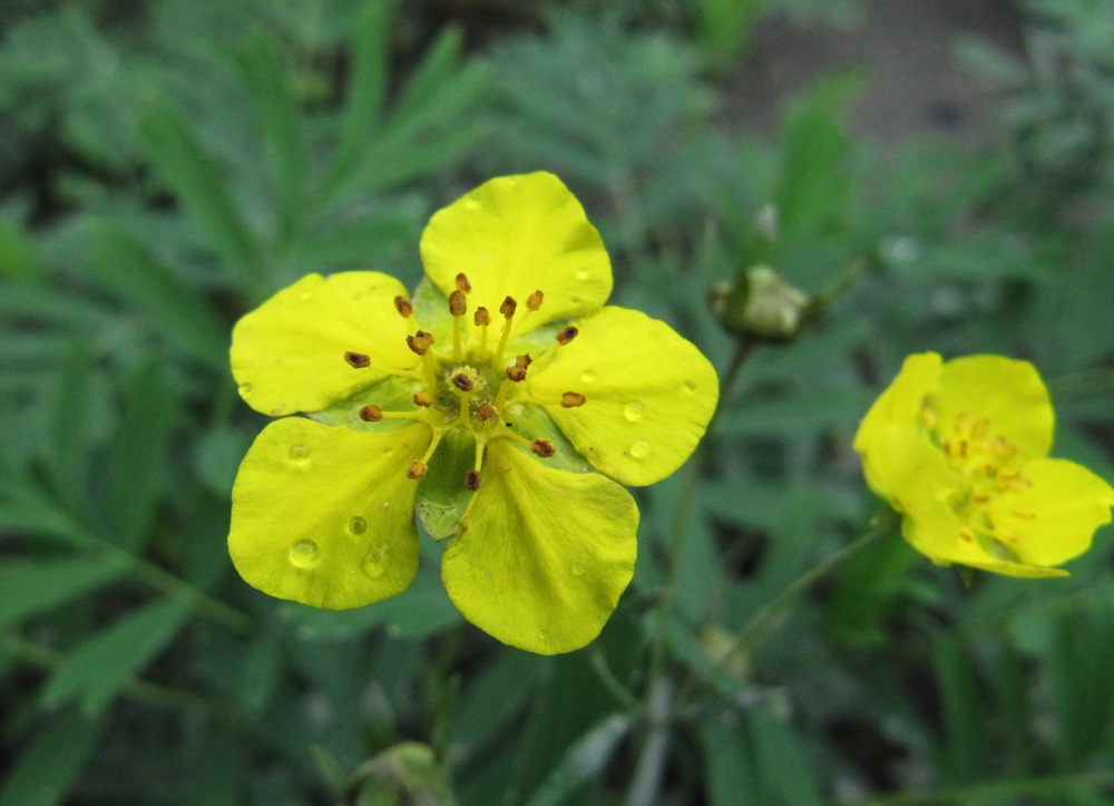 Image of Potentilla semiglabra specimen.