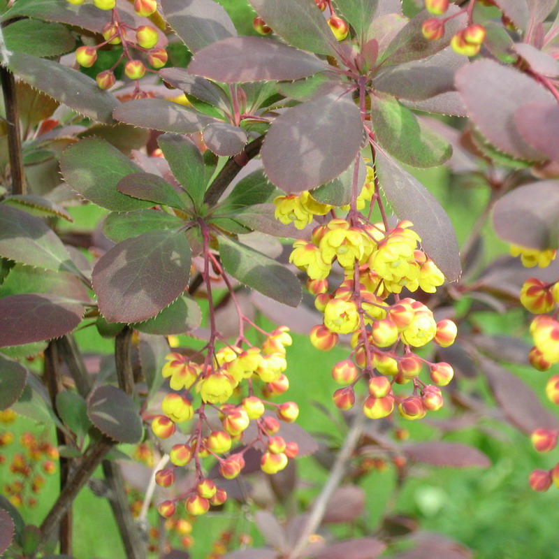 Image of Berberis vulgaris f. atropurpurea specimen.