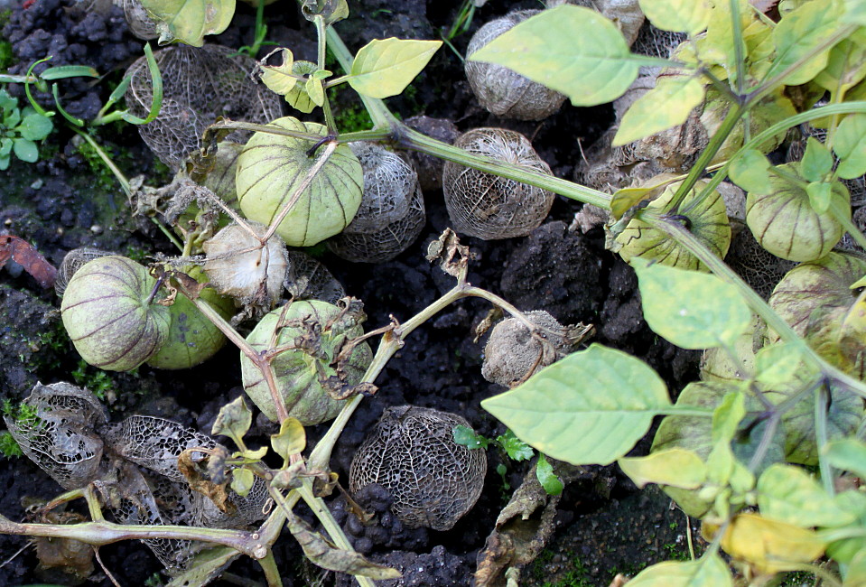 Image of Physalis ixocarpa specimen.