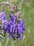 Salvia nutans. Часть соцветия. Украина, г. Запорожье, о-в Хортица. 28.05.2011.