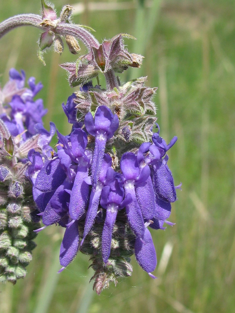 Image of Salvia nutans specimen.