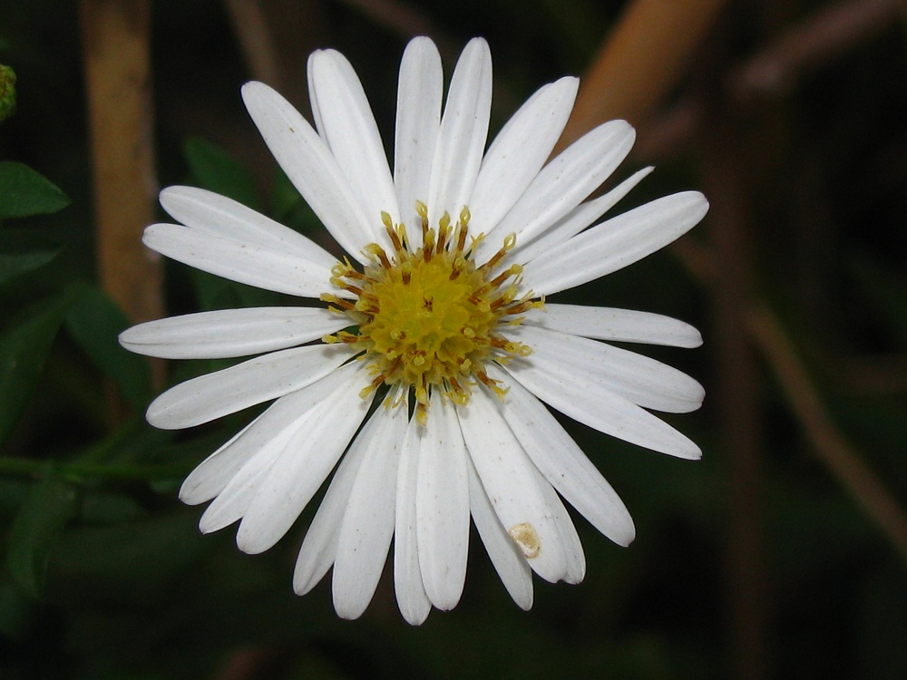 Image of genus Symphyotrichum specimen.