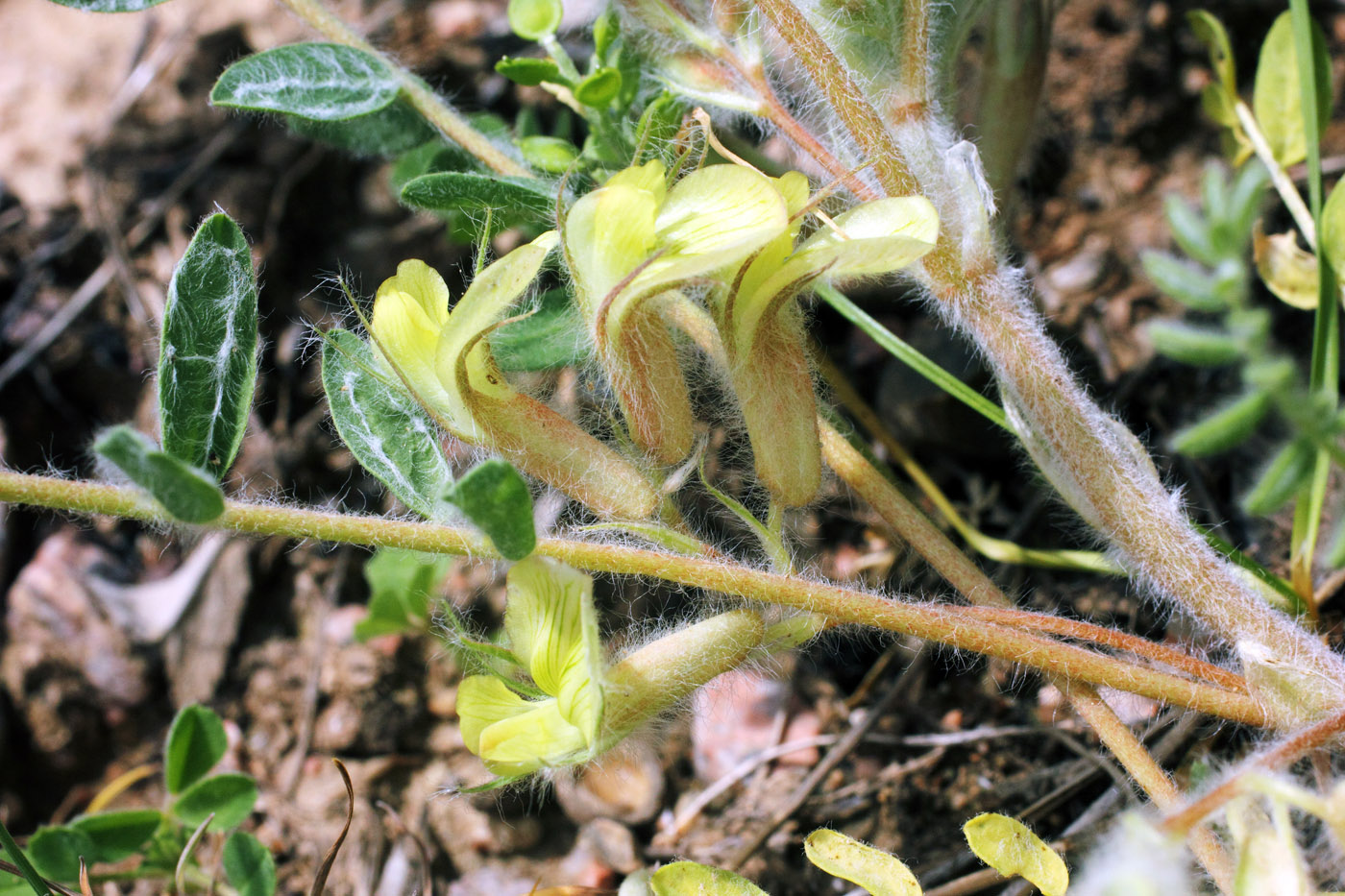 Image of Astragalus mucidus specimen.