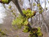 Fraxinus pennsylvanica. Побег с соцветиями. Тамбовская обл., Петровский р-н, с. Покровское, сад. 28.04.2013.