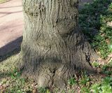 Tilia platyphyllos. Комлевая часть взрослого дерева. Германия, г. Krefeld, Ботанический сад. 20.04.2013.