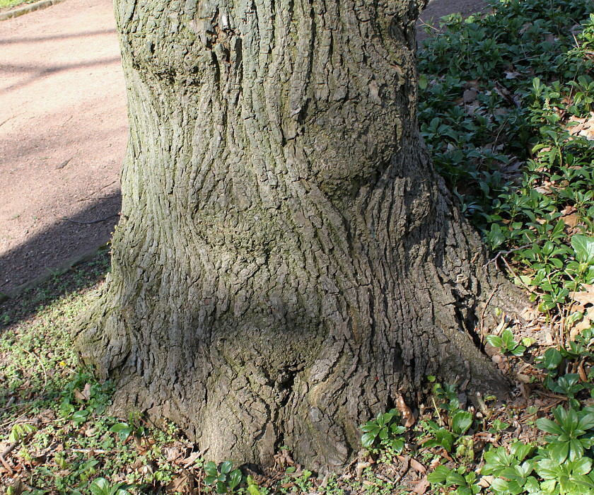 Image of Tilia platyphyllos specimen.