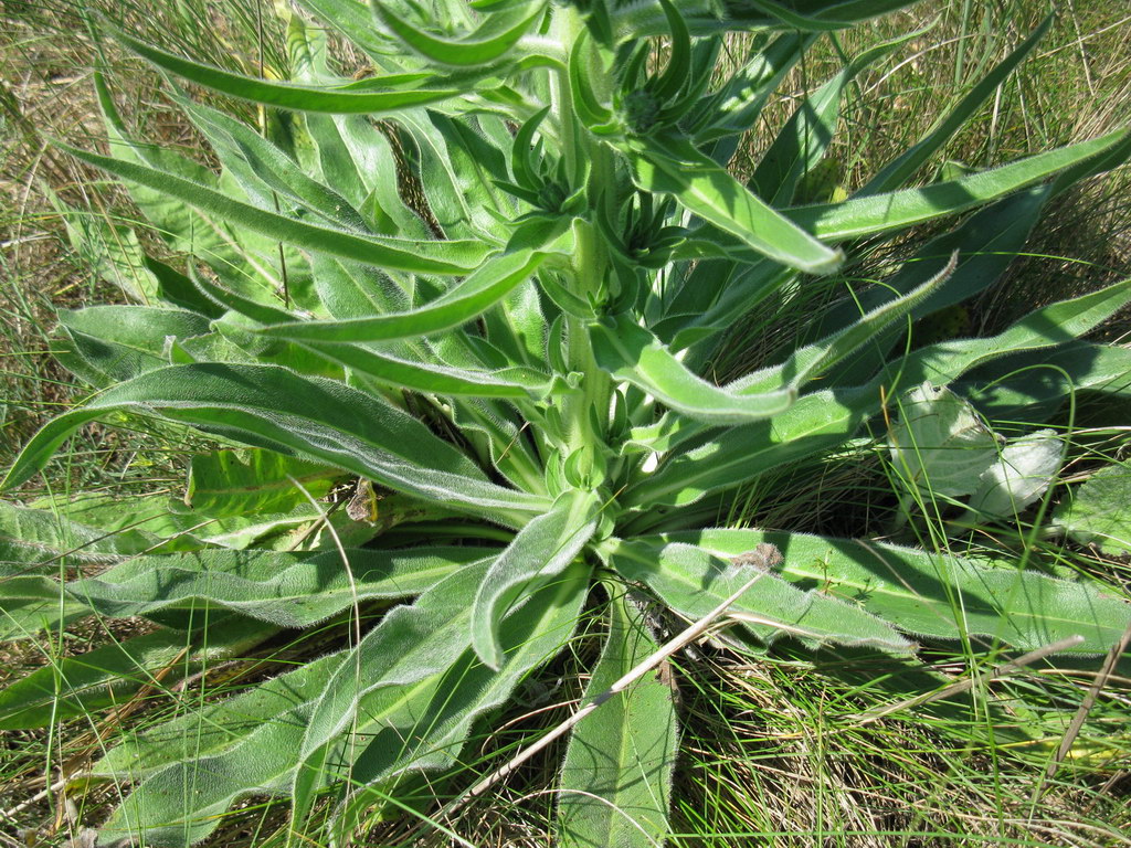 Изображение особи Echium biebersteinii.