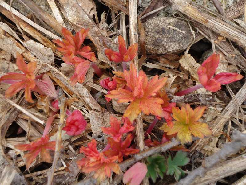 Изображение особи Geranium erianthum.