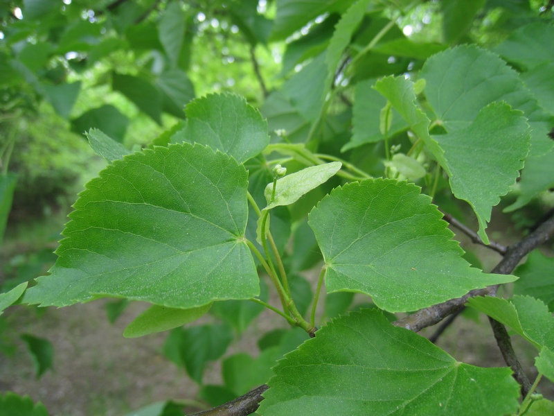 Изображение особи Tilia cordata.