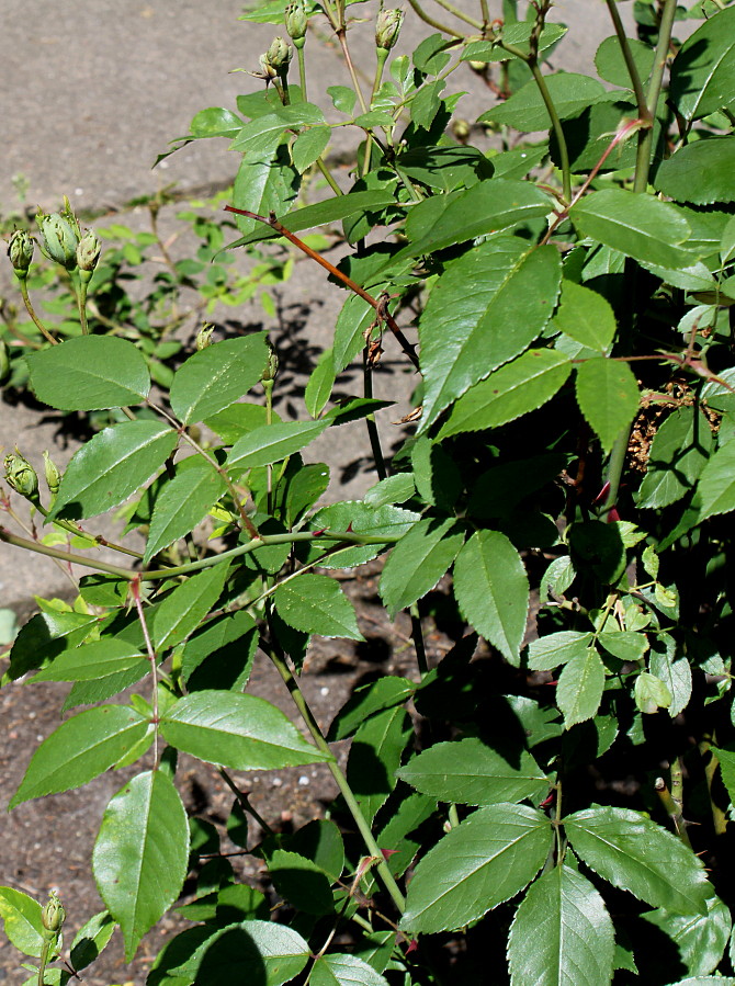 Изображение особи Rosa chinensis.