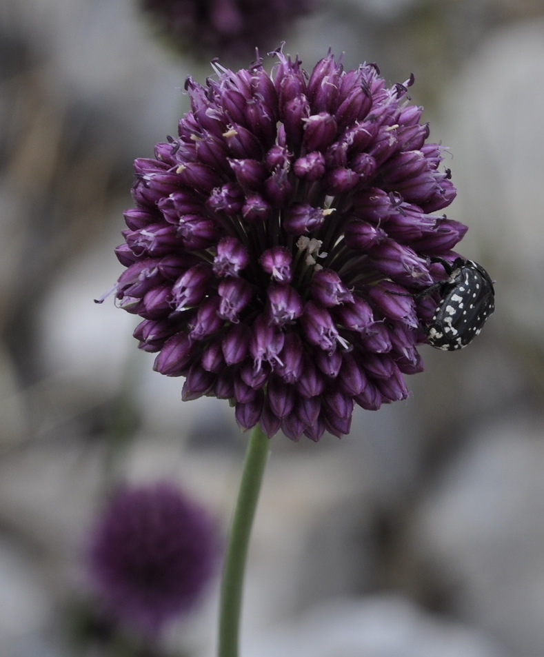 Image of Allium sphaerocephalon specimen.