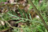 Artemisia tanacetifolia