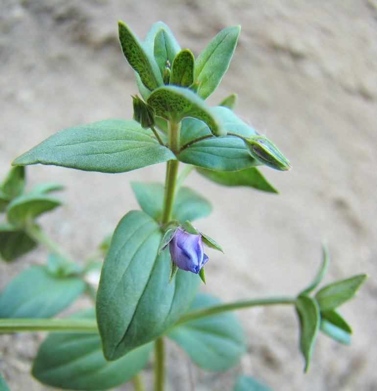 Изображение особи Anagallis foemina.