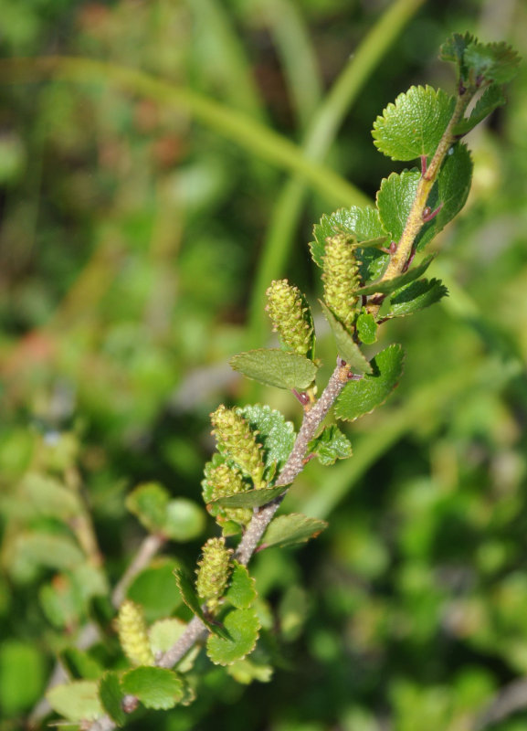 Изображение особи Betula exilis.