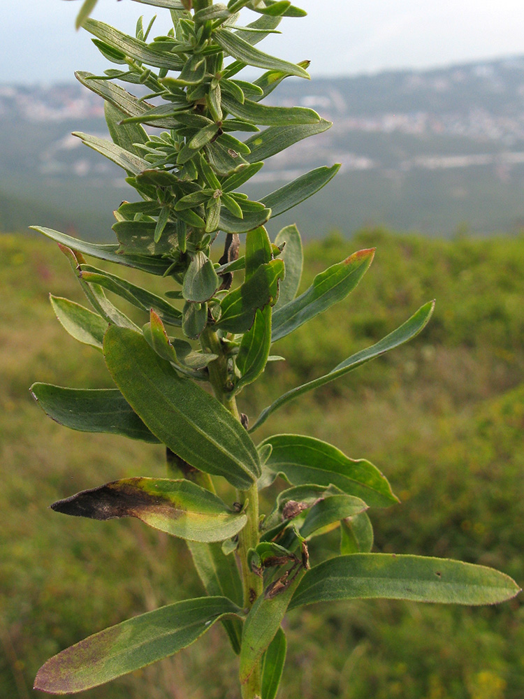 Image of Galatella dracunculoides specimen.