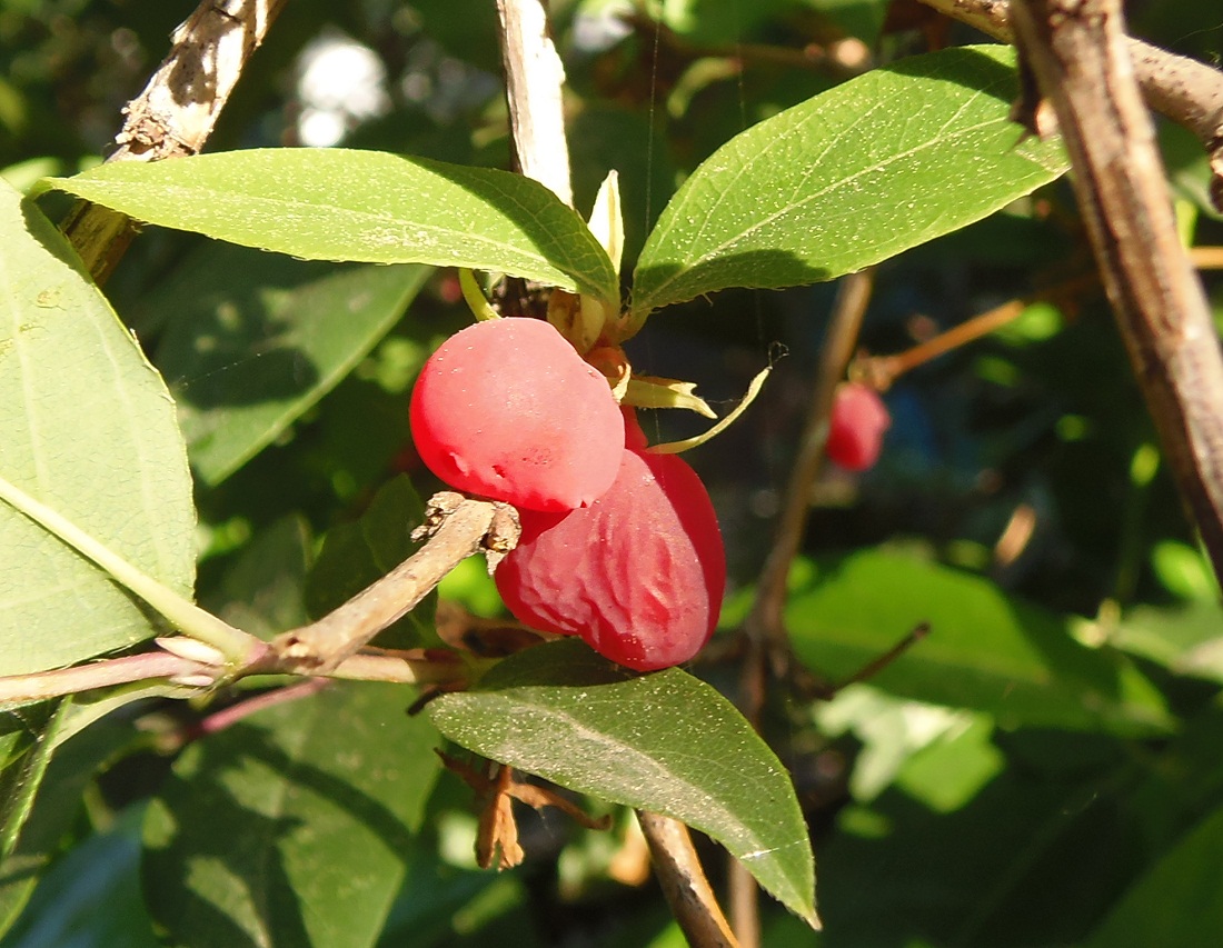 Image of Lonicera fragrantissima specimen.